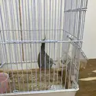 يمام ماسي فريد بصحه جيده وحاله ممتازه و اعتقد انه ذكر