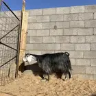 عنز طيبه للبيع