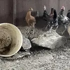 دجاج بلدي 11 حبه