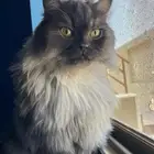 قط شيرازي للتبني