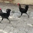 ديكين بلدي جميل