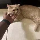 cat for adoption