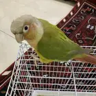 كنيور اليف وهدد 5 شهور