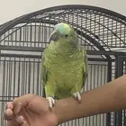 ببغاء بلوفرنتد أمازون اليف