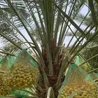 نخل تمر برحي إخلاص نجران