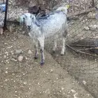 تيس مخصي مقفل شحم مره