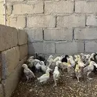 للبيع صوص دجاج بلدي تم البيع الله يبارك للشاري