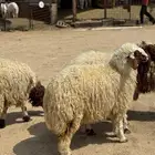 رخال نعيمي