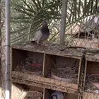 عشة سلفر بإنتاجه