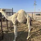قعود شحم عمره حوال 7شهور على حليب