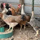 دجاج بياض