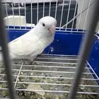 انثى روز البينو