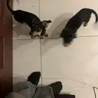 كلبين لعوبين صغار للبيع ب حقين بيت للتبني برسوم 25 مستعجلل