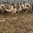 صوص   دجاج   ديوك للبيع