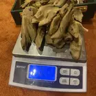 كيلو مروكي اصقون مشروط دبل