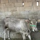 حسيل لباني