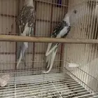 زوج كروان سبلت رسيسف بالفروخ