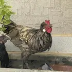 دجاج بلدي عربي اصيل تاج لون نادر