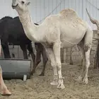 جمل رباع مشروط ضراب وعشار وهداوه