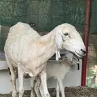 سلام عليكم ورحمة الله وبركاته اخواني اعرض لكم نعجه معها رخل