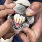 طلي فحل حري صنف شرط اضراب منتج الموقع بيشة