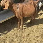 جنوبيات دفيع