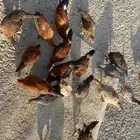دجاج بلدي للبيع