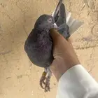 حمام قطايف