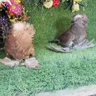 للبيع طبه بخاره