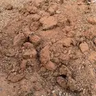 سماد دواجن مع رمل احمر