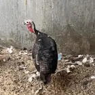 زوج دجاج رومي