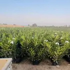 للبيع بالجملة جميع ( الأشجار والشتلات )بكافة احجامها  نجران