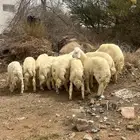 نعرض لكم ذبايح على أعلى جوده و أفضل سعر