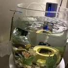 سمك زينه مع الحوض والاكل والمعقم