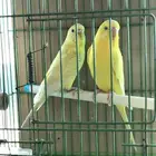 جوز بادجي لاتينو لاسونق
