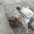 دجاجه برهما مفرخه معه2عل أسوم شرط
