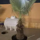 نخل امريكي ساق عريض