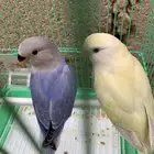 للبيع فرخ روز مفطوم