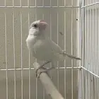 جاوا دايلوت انثى