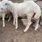 فرير ورخل