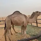 قعود