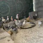 دجاج للبيع نضيف شرط