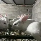 انتاج فلاندر