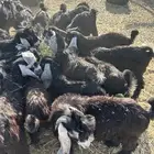 تيوس عوارض