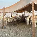 غنم حريات ذبايح تقطيع على حسب الطلب موجود جميع الاحجام