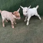 ماعز قزم جوز ذكر وانثى