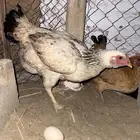 دجاجه للبيع