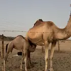 الخلفه الطيبه ياهل الزين الي يبي لون وعون وحليب سكر