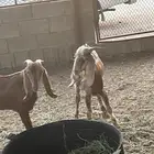تيوس وجفار عوارض
