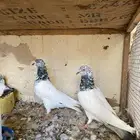 للبيع جوز باكستاني بعيالة